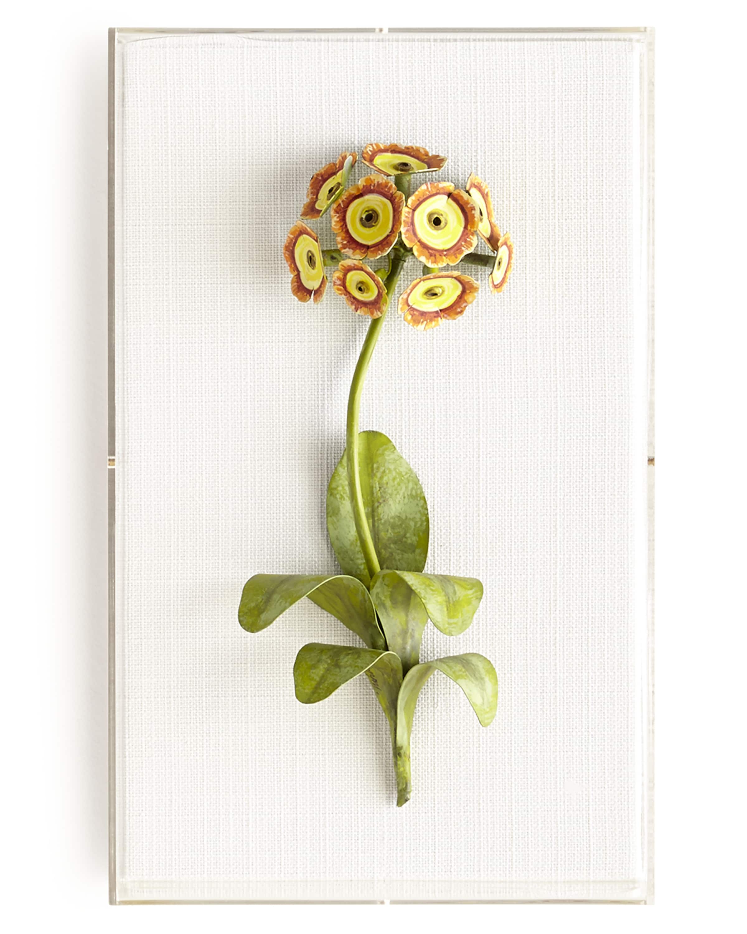 Tommy Mitchell Original Painted Auricula Study