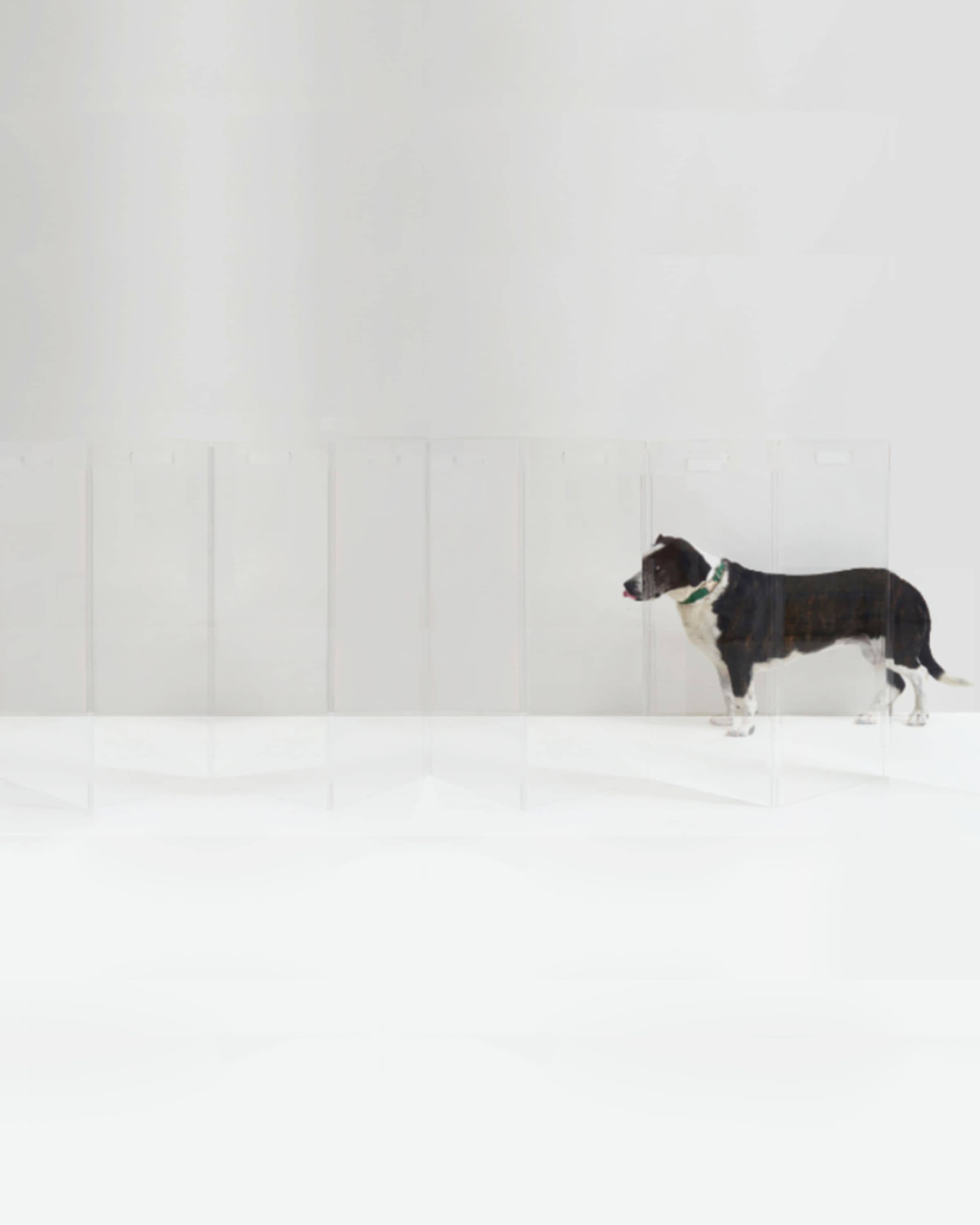 HIDDIN Clear Freestanding Pet Gate Zig Zag, 8-Panel