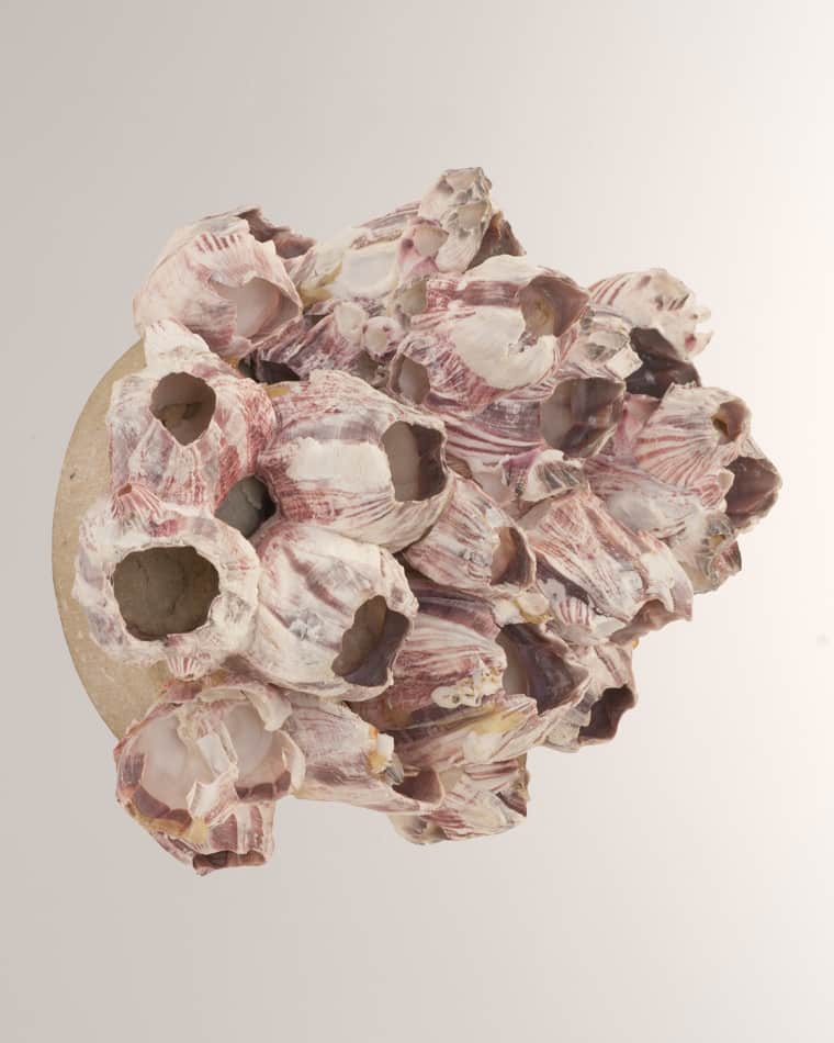 Phillips Collection Barnacle Cluster Medium Wall Art