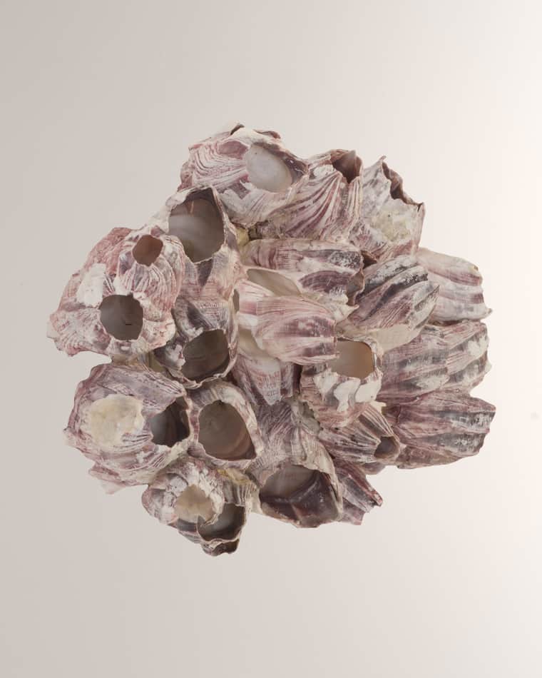 Phillips Collection Barnacle Cluster Large Wall Art