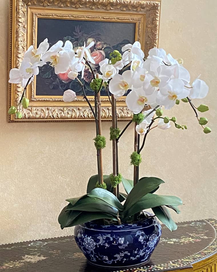 Winward Home Orchid in Fish Bowl