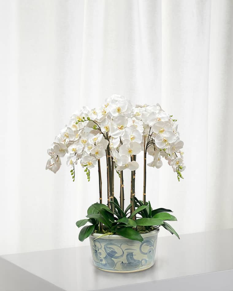 Winward Home Orchids in Ceramic Pot