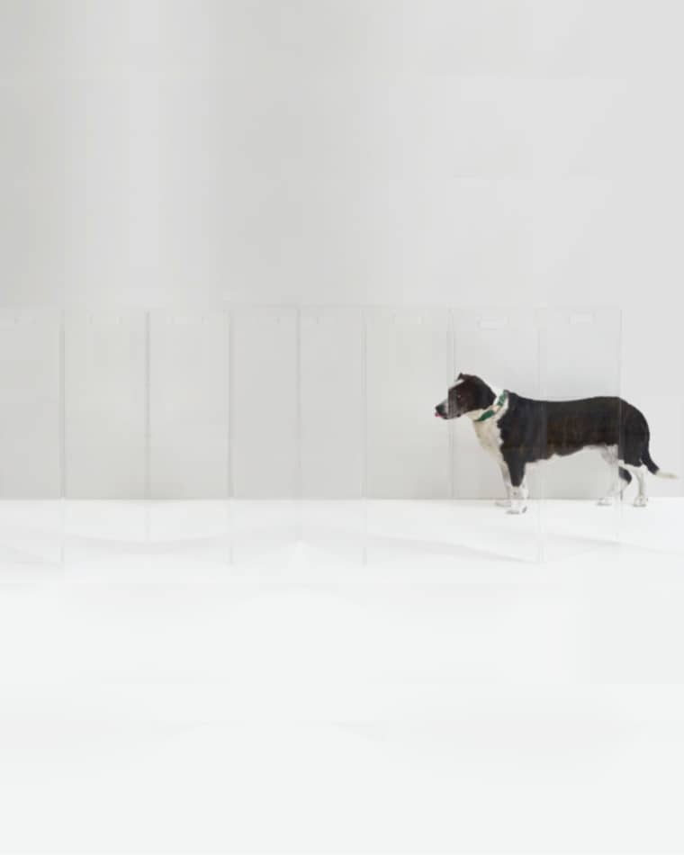 HIDDIN Clear Freestanding Pet Gate Zig Zag, 8-Panel
