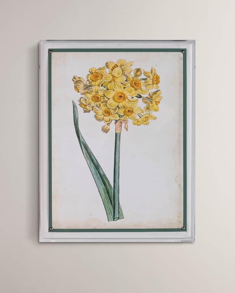 Port 68 "Narcissus I" Giclee Print