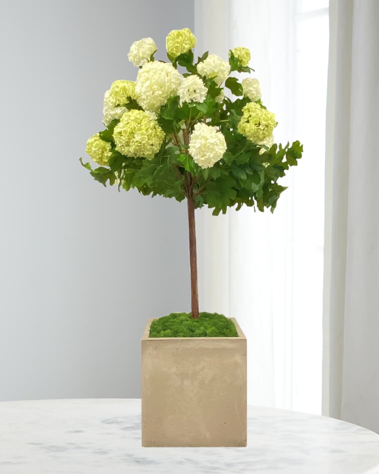 Winward Home Snowball in Square Pot