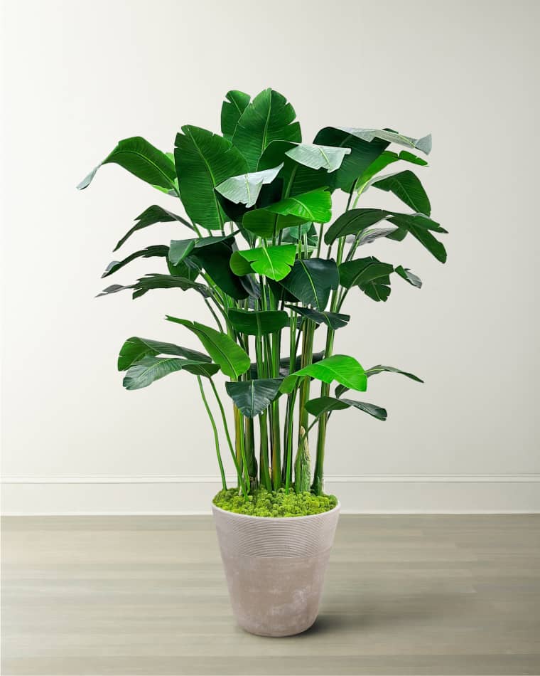 Winward Home Banana Palm in Planter, 84"