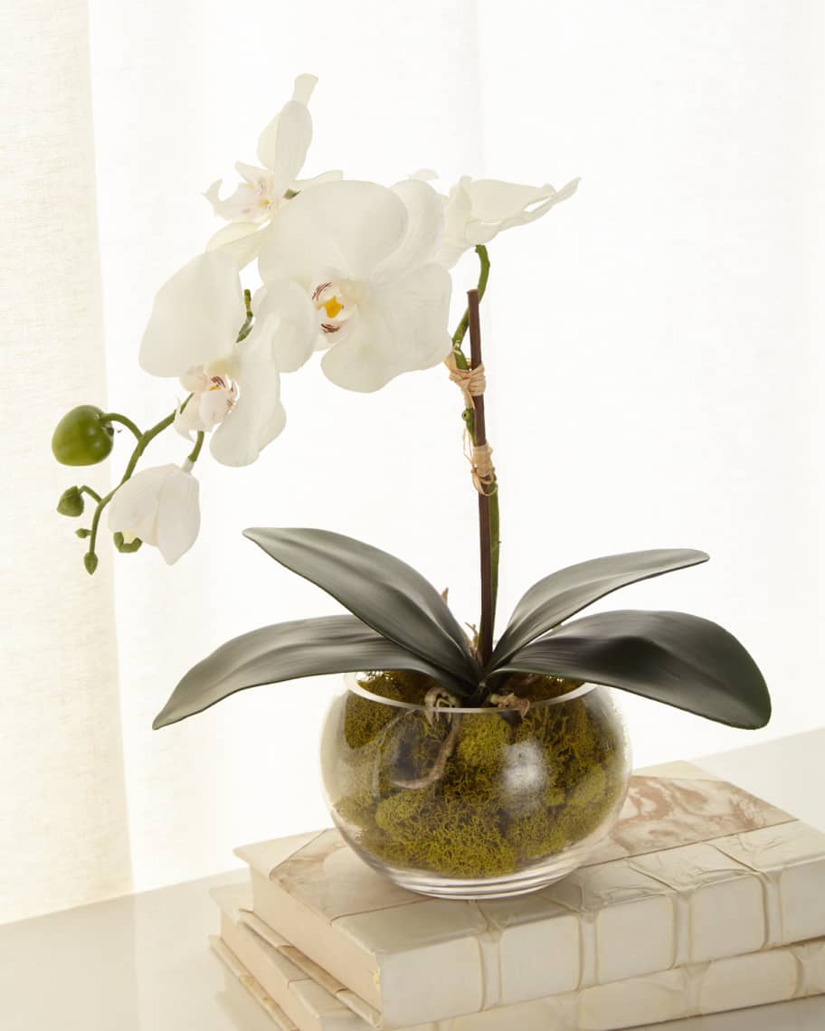 Image 1 of 3: Petite Orchid Phalaenopsis