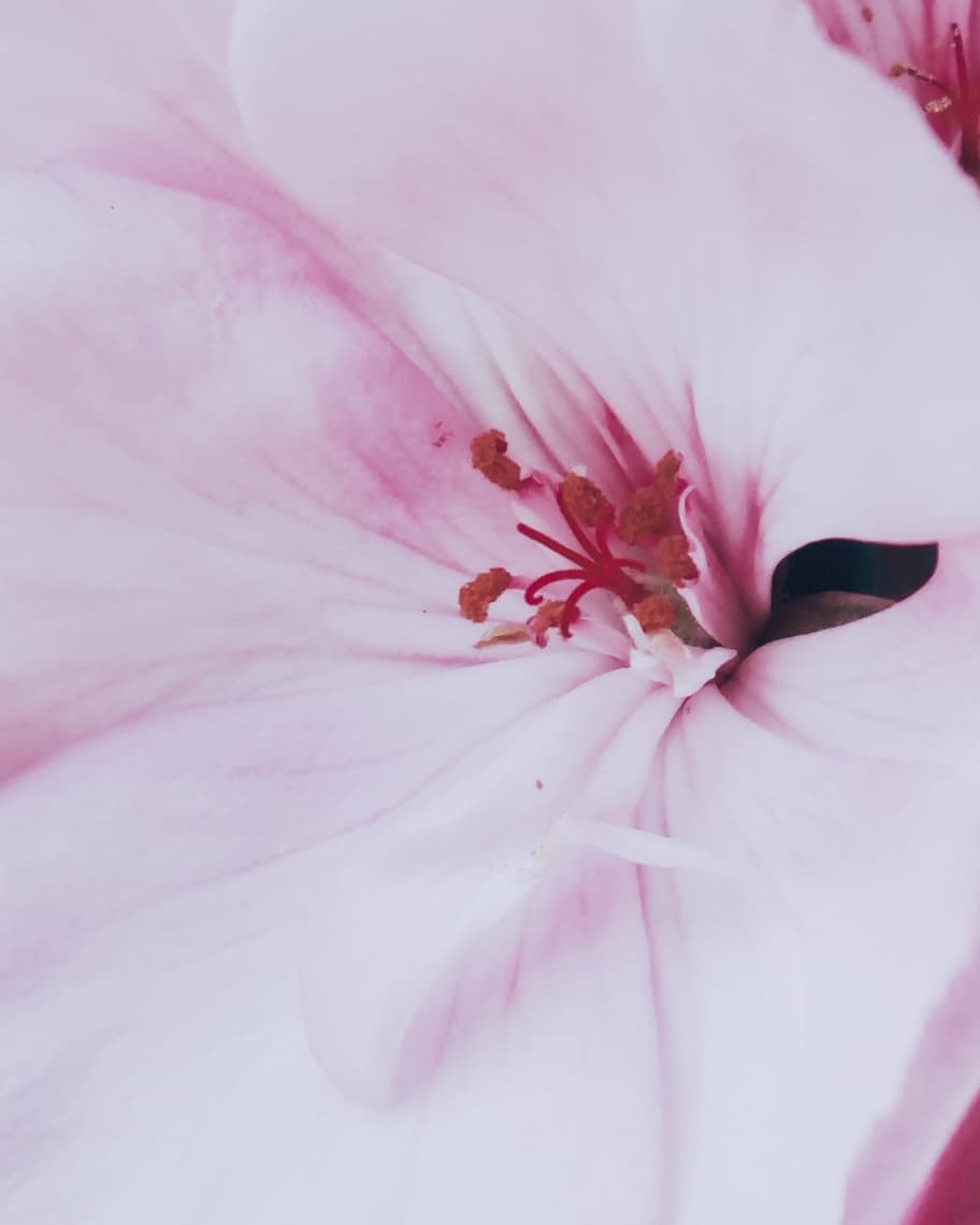 Image 3 of 4: "Pink Blossom" Photography Print Framed Handmade Art