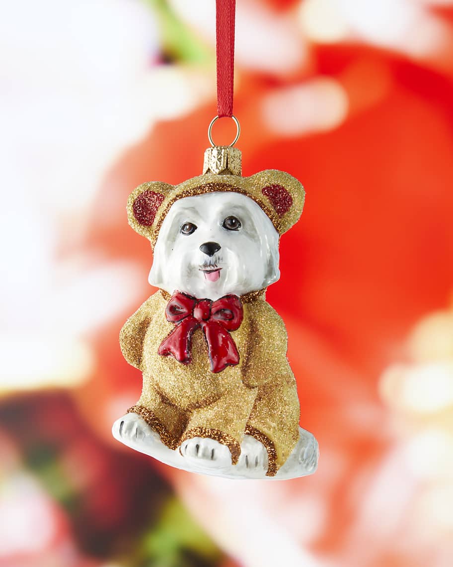Teddy bear maltese 2025