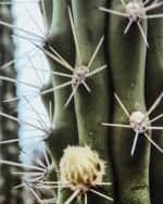 Image 2 of 3: Four Hands "Cactus Garden" Photography Print on Maple Box Framed Wall Art