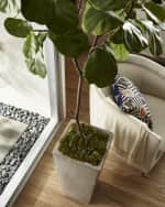 Image 2 of 3: John-Richard Collection Tarro Fig Tree