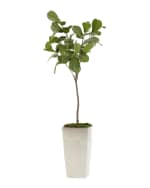 Image 3 of 3: John-Richard Collection Tarro Fig Tree