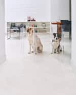Image 4 of 5: HIDDIN Medium Clear View Pet Crate with Golden Latches