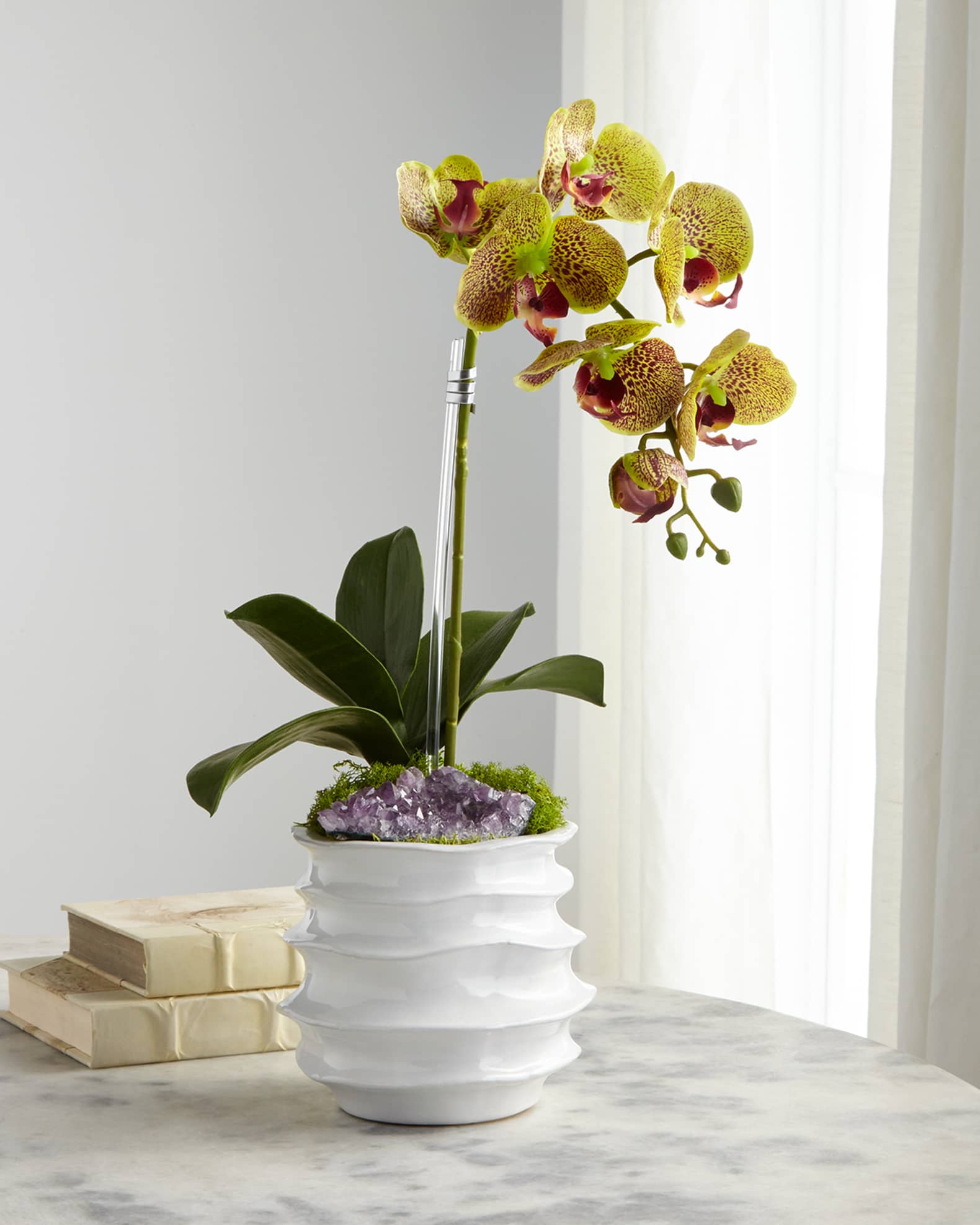 T&C Floral Company White Orchid in Contemporary Pot