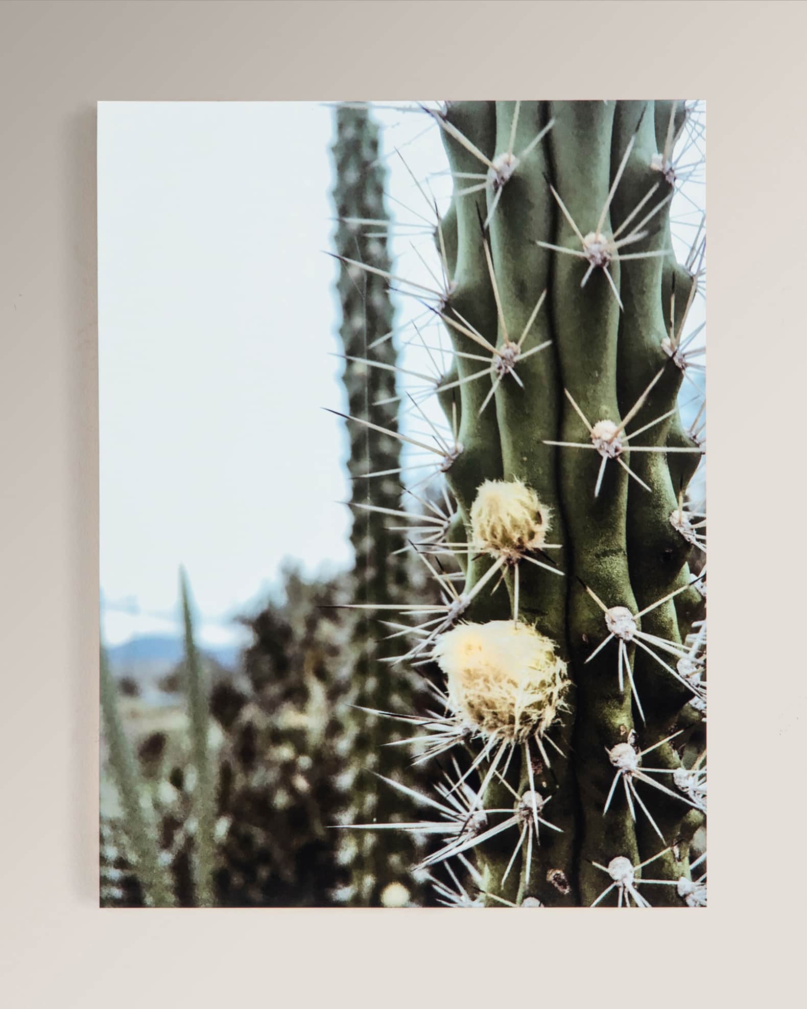 Four Hands "Cactus Garden" Photography Print on Maple Box Framed Wall Art