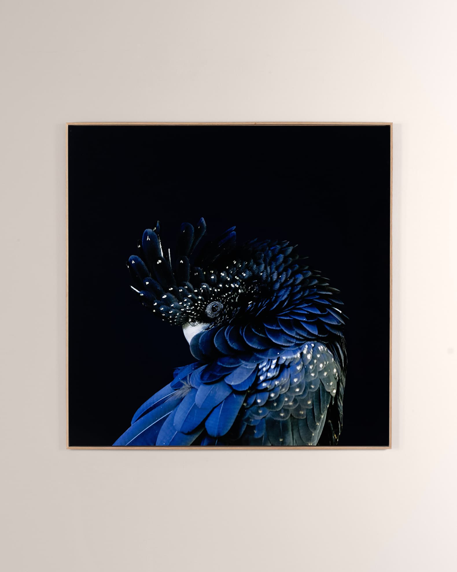 four-hands-red-tailed-black-cockatoo-print-by-getty-images-horchow