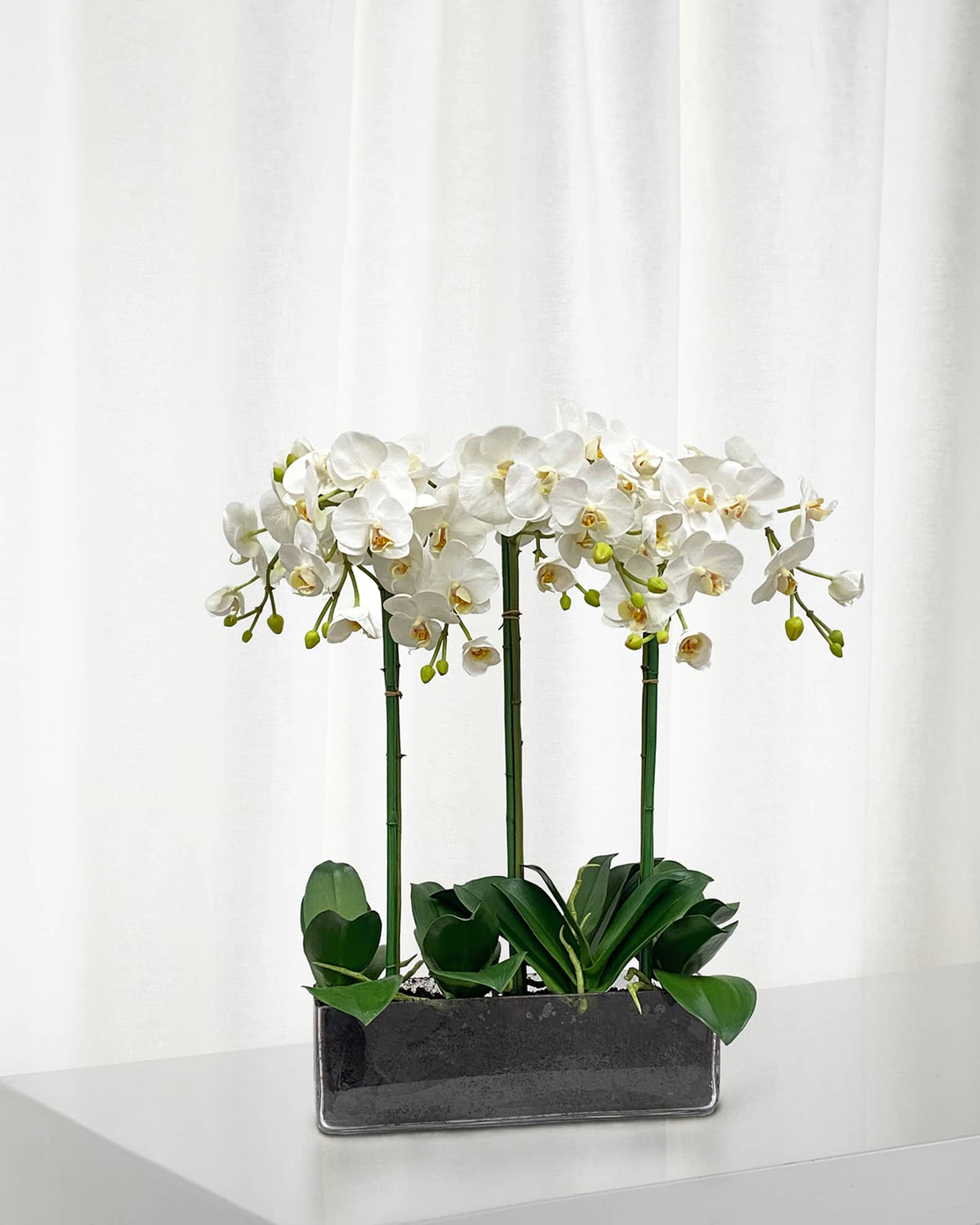 Phalenopsis Orchids and Succulent in Glass Square Pot