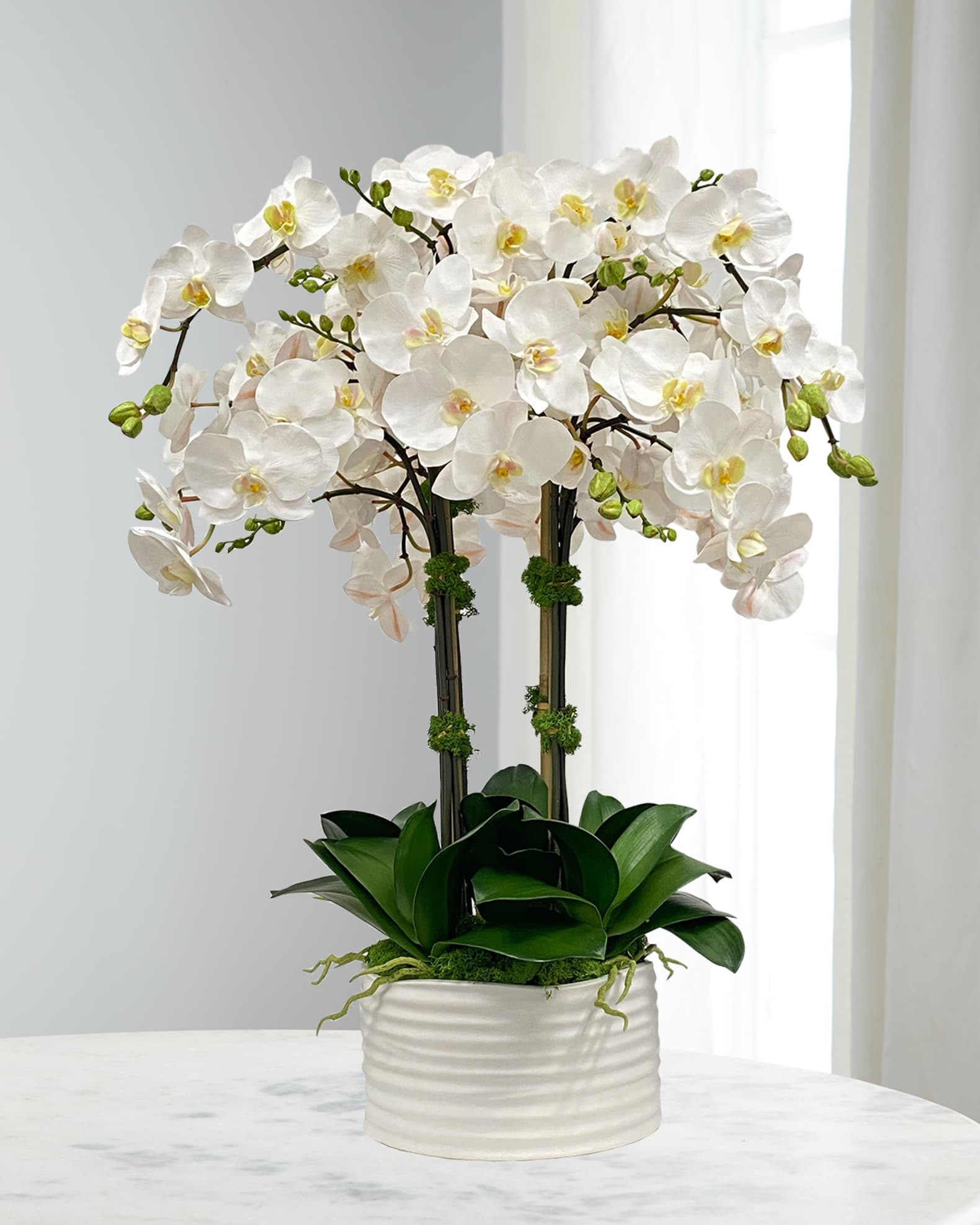 Winward Home Orchid in Urban Coil Planter 