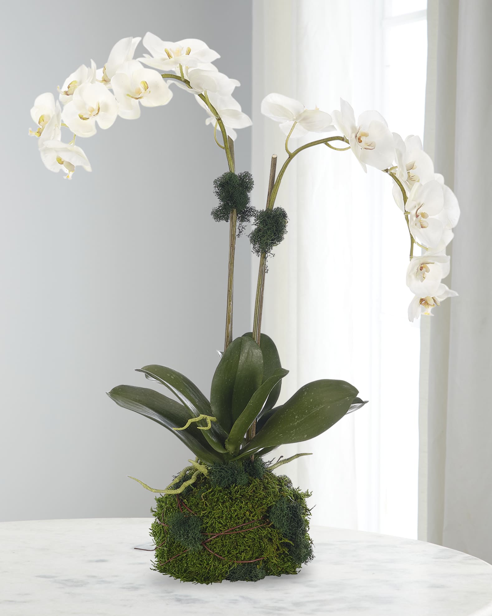 Phalaenopsis and moss plant arrangement