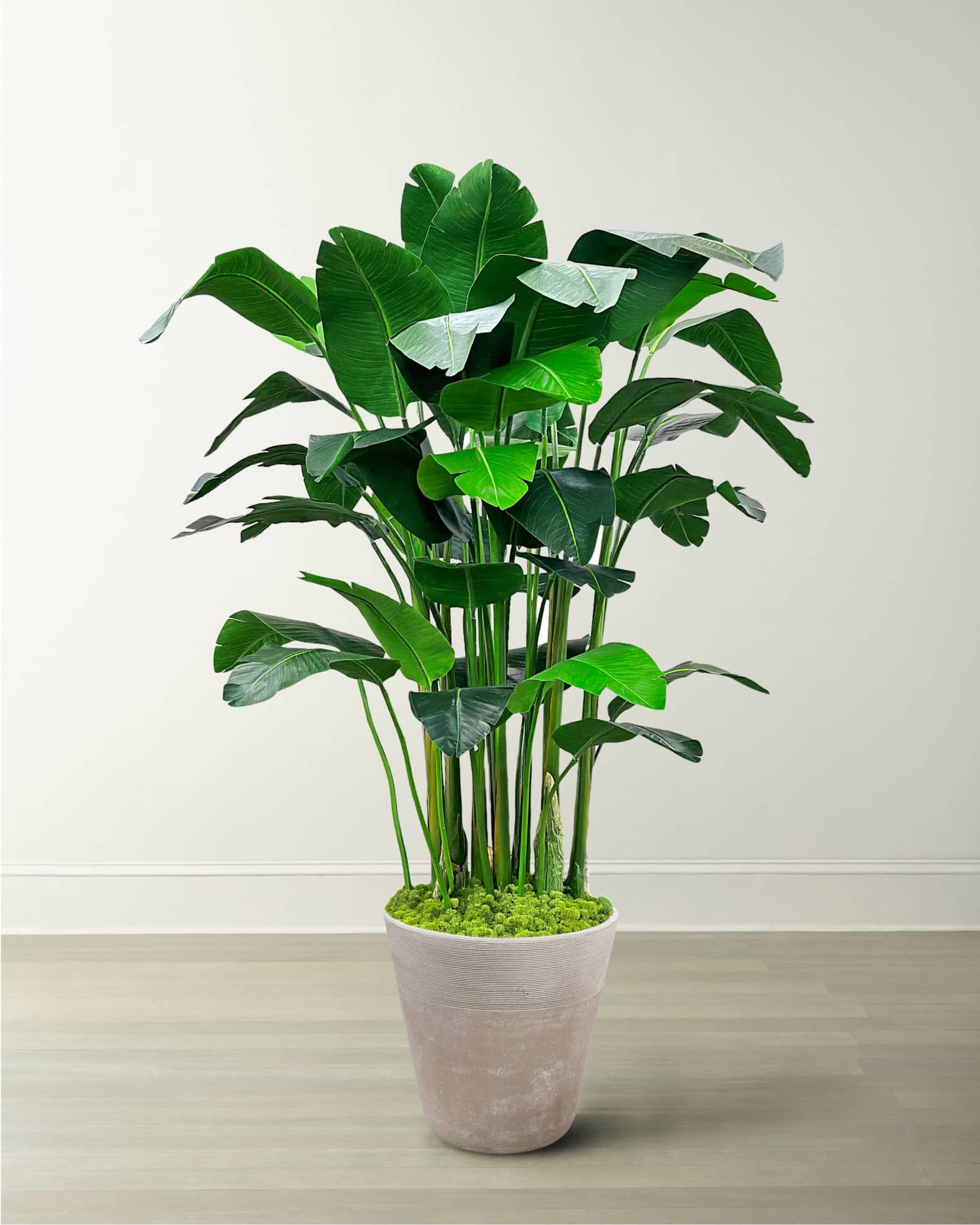 Winward Home Banana Palm in Planter, 84"