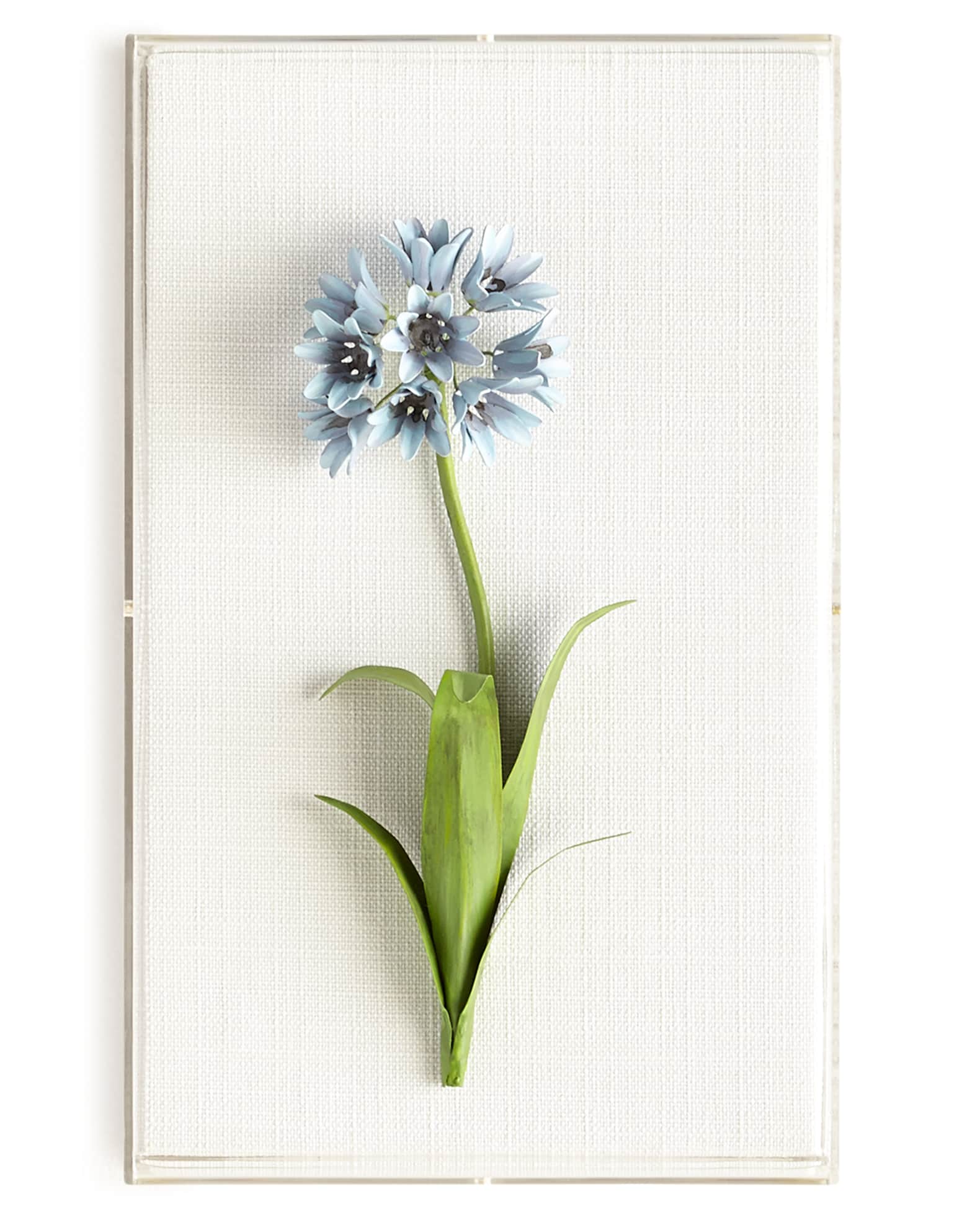 Tommy Mitchell Original Painted Agapanthus Study